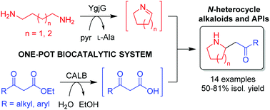 Graphical abstract: Biomimetic synthesis of 2-substituted N-heterocycle alkaloids by one-pot hydrolysis, transamination and decarboxylative Mannich reaction