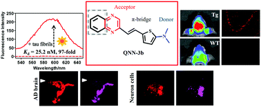 Graphical abstract: Synthesis and evaluation of pyrazine and quinoxaline fluorophores for in vivo detection of cerebral tau tangles in Alzheimer's models