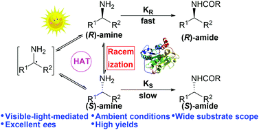 Graphical abstract: Mild dynamic kinetic resolution of amines by coupled visible-light photoredox and enzyme catalysis