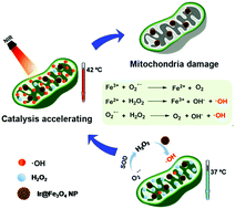Graphical abstract: A mitochondria-targeting photothermogenic nanozyme for MRI-guided mild photothermal therapy