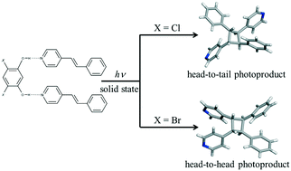 Graphical abstract: Varying the regiochemistry of a [2 + 2] cycloaddition reaction within isostructural hydrogen bonded cocrystals containing 4-stilbazole