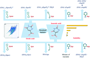 Graphical abstract: Multicomponent solids of uracil derivatives – orotic and isoorotic acids