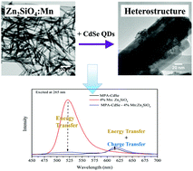 Graphical abstract: Synthesis, properties, and formation mechanism of Mn-doped Zn2SiO4 nanowires and associated heterostructures