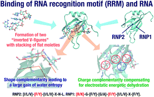 Graphical abstract: Mechanism of protein–RNA recognition: analysis based on the statistical mechanics of hydration