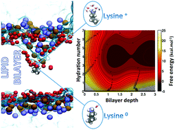 Graphical abstract: Effects of hydration on the protonation state of a lysine analog crossing a phospholipid bilayer – insights from molecular dynamics and free-energy calculations