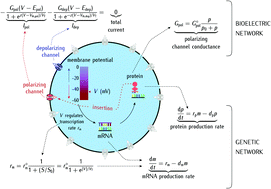 Graphical abstract: Cell–cell bioelectrical interactions and local heterogeneities in genetic networks: a model for the stabilization of single-cell states and multicellular oscillations