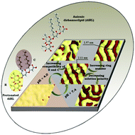 Graphical abstract: pH-Induced evolution of surface patterns in micelles assembled from dirhamnolipids: dissipative particle dynamics simulation