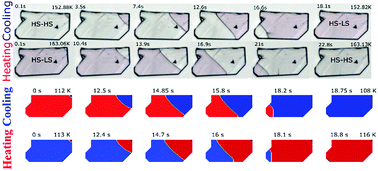 Graphical abstract: Interplay between a crystal's shape and spatiotemporal dynamics in a spin transition material