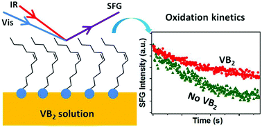 Graphical abstract: Influence of riboflavin on the oxidation kinetics of unsaturated fatty acids at the air/aqueous interface revealed by sum frequency generation vibrational spectroscopy