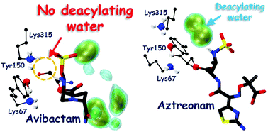 Graphical abstract: Molecular insights into avibactam mediated class C β-lactamase inhibition: competition between reverse acylation and hydrolysis through desulfation