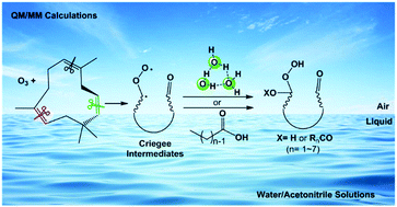 Graphical abstract: QM/MM studies on ozonolysis of α-humulene and Criegee reactions with acids and water at air–water/acetonitrile interfaces