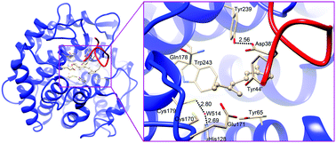 Graphical abstract: Protonation state and fine structure of the active site determine the reactivity of dehydratase: hydration and isomerization of β-myrcene catalyzed by linalool dehydratase/isomerase from Castellaniella defragrans