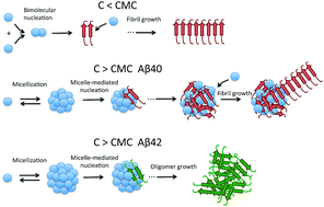 Graphical abstract: Dynamic micellar oligomers of amyloid beta peptides play a crucial role in their aggregation mechanisms