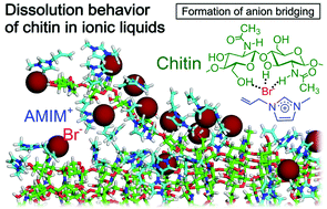 Graphical abstract: Understanding dissolution process of chitin crystal in ionic liquids: theoretical study