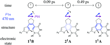 Graphical abstract: Ultrafast ring closing of a diarylethene-based photoswitchable nucleoside