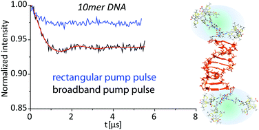Graphical abstract: High-frequency pulsed electron–electron double resonance spectroscopy on DNA duplexes using trityl tags and shaped microwave pulses