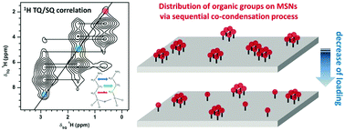 Graphical abstract: Spatial distribution of organic functional groups supported on mesoporous silica nanoparticles (2): a study by 1H triple-quantum fast-MAS solid-state NMR