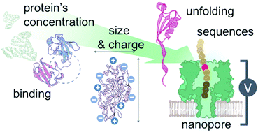 Graphical abstract: Single-molecule protein sensing in a nanopore: a tutorial
