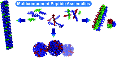 Graphical abstract: Multicomponent peptide assemblies