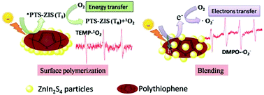 Graphical abstract: Insights into the generation of reactive oxygen species (ROS) over polythiophene/ZnIn2S4 based on different modification processing