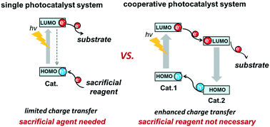 Graphical abstract: Electron donor-free photoredox catalysis via an electron transfer cascade by cooperative organic photocatalysts