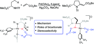 Graphical abstract: A computational mechanistic study of Pd(ii)-catalyzed γ-C(sp3)–H olefination/cyclization of amines: the roles of bicarbonate and ligand effect