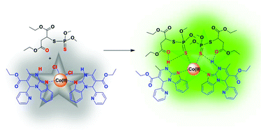 Graphical abstract: Cobalt complexes of Biginelli derivatives as fluorescent probes for selective estimation and degradation of organophosphates in aqueous medium