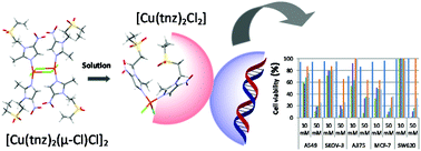 Graphical abstract: DNA interactions of non-chelating tinidazole-based coordination compounds and their structural, redox and cytotoxic properties