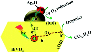 Graphical abstract: Highly efficient BiVO4 single-crystal photocatalyst with selective Ag2O-Ag modification: orientation transport, rapid interfacial transfer and catalytic reaction