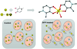 Graphical abstract: Structural and thermodynamic stability of uranyl–deferiprone complexes and the removal efficacy of U(vi) at the cellular level