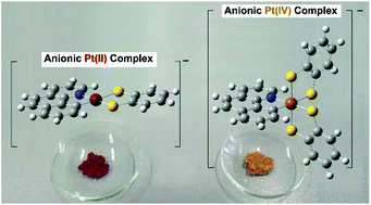 Graphical abstract: Anionic cyclometalated Pt(ii) and Pt(iv) complexes respectively bearing one or two 1,2-benzenedithiolate ligands