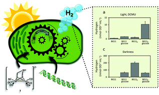 Graphical abstract: Generation of a functional, semisynthetic [FeFe]-hydrogenase in a photosynthetic microorganism