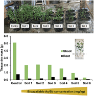 Graphical abstract: As and Sb are more labile and toxic to water spinach (Ipomoea aquatica) in recently contaminated soils than historically co-contaminated soils