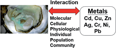 Graphical abstract: Trace metals in oysters: molecular and cellular mechanisms and ecotoxicological impacts