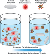 Graphical abstract: Bacterial bioreporter detection of arsenic associated with iron oxides