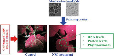 Graphical abstract: Engineered nanomaterials suppress Turnip mosaic virus infection in tobacco (Nicotiana benthamiana)
