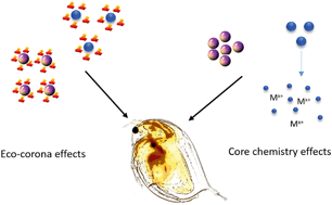 Graphical abstract: Uptake and impacts of polyvinylpyrrolidone (PVP) capped metal oxide nanoparticles on Daphnia magna: role of core composition and acquired corona