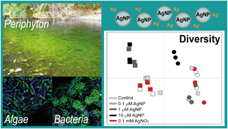 Graphical abstract: Long-term exposure to silver nanoparticles affects periphyton community structure and function