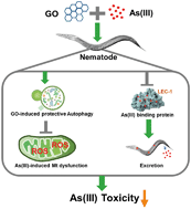 Graphical abstract: Graphene oxide antagonizes the toxic response to arsenic via activation of protective autophagy and suppression of the arsenic-binding protein LEC-1 in Caenorhabditis elegans
