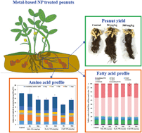 Graphical abstract: Metal oxide nanoparticles alter peanut (Arachis hypogaea L.) physiological response and reduce nutritional quality: a life cycle study