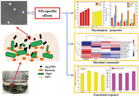 Graphical abstract: Effects of silver sulfide nanoparticles on the microbial community structure and biological activity of freshwater biofilms