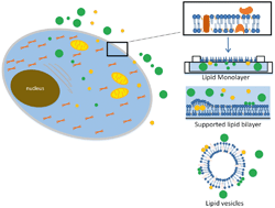 Graphical abstract: Emerging investigator series: interactions of engineered nanomaterials with the cell plasma membrane; what have we learned from membrane models?