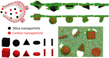 Graphical abstract: The role of nanoparticle shape in translocation across the pulmonary surfactant layer revealed by molecular dynamics simulations