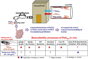 Graphical abstract: In vivo evidence of intestinal lead dissolution from lead dioxide (PbO2) nanoparticles and resulting bioaccumulation and toxicity in medaka fish