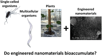 Graphical abstract: Strategies for robust and accurate experimental approaches to quantify nanomaterial bioaccumulation across a broad range of organisms