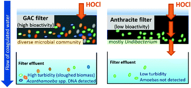 Graphical abstract: Impact of upstream chlorination on filter performance and microbial community structure of GAC and anthracite biofilters