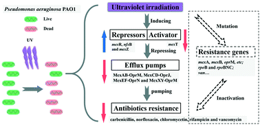 Graphical abstract: Ultraviolet irradiation sensitizes Pseudomonas aeruginosa PAO1 to multiple antibiotics