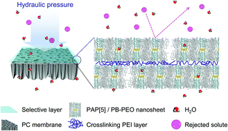 Graphical abstract: Unique selectivity trends of highly permeable PAP[5] water channel membranes