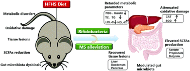 Graphical abstract: Bifidobacteria attenuate the development of metabolic disorders, with inter- and intra-species differences