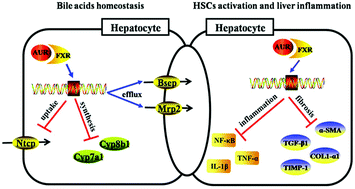 Graphical abstract: Hepatoprotection of auraptene from peels of citrus fruits against thioacetamide-induced hepatic fibrosis in mice by activating farnesoid X receptor